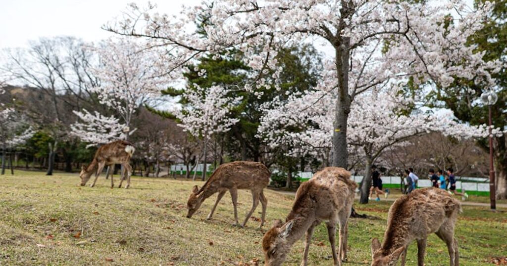 Pass treno per Nara: la guida onesta ai pass Kansai (e perché il JR Pass spesso non serve)