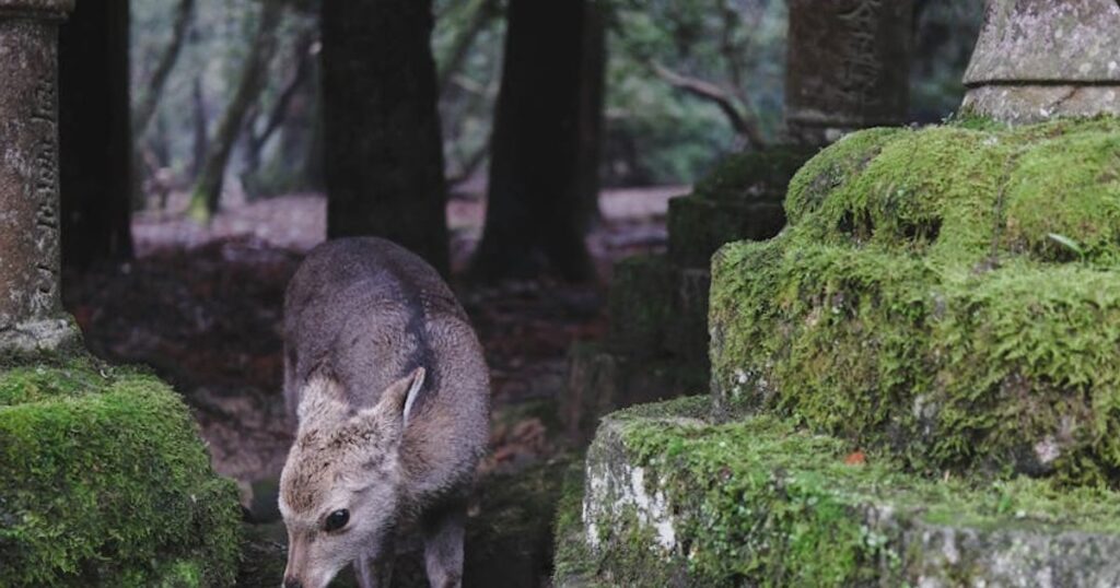 Quanto costa davvero una giornata a Nara Park? Budget onesto tra cervi, templi e snack