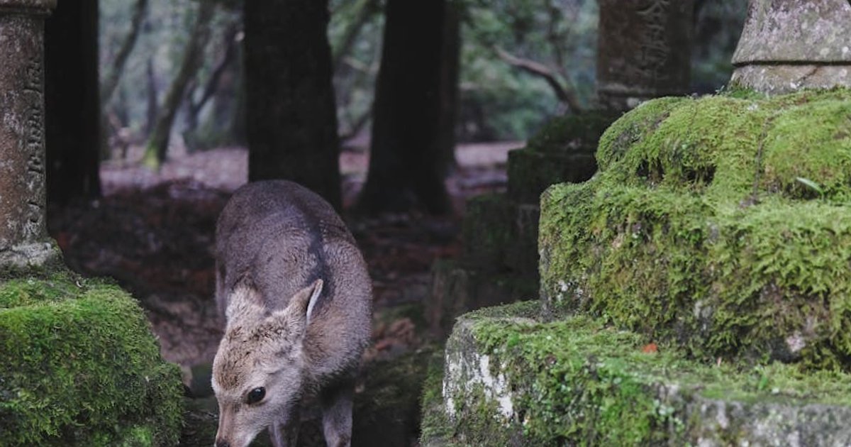 Quanto costa davvero una giornata a Nara Park? Budget onesto tra cervi, templi e snack