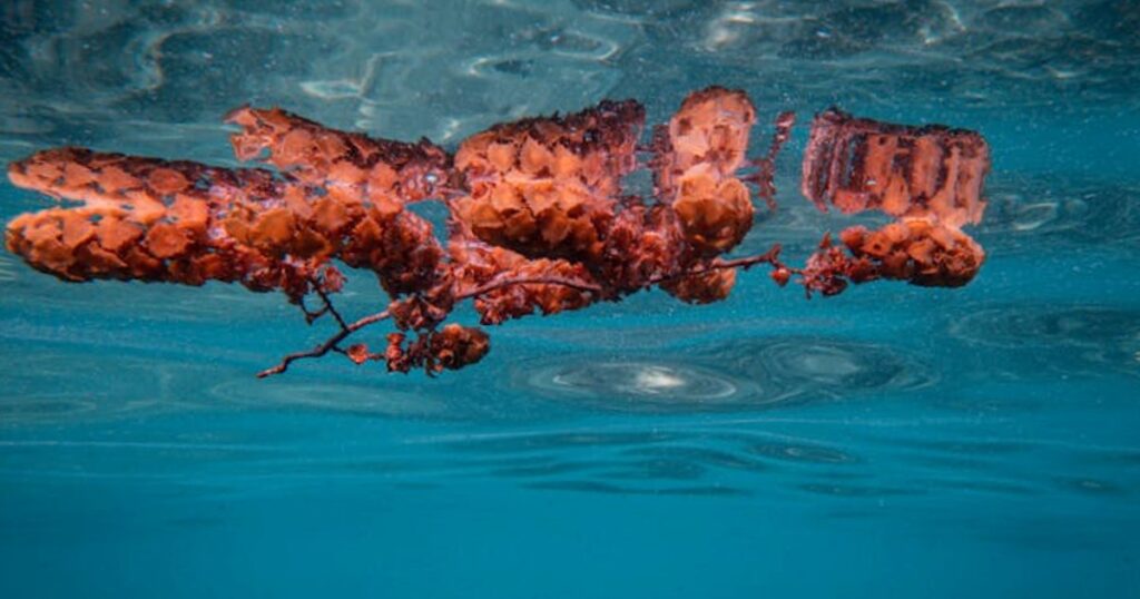 Snorkeling a Maiorca fai‑da‑te: guida pratica (con prezzi reali) per non fare l’eroe